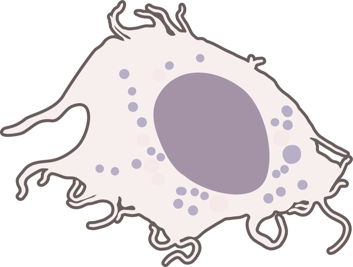 Colorized illustration of a macrophage, the immune cell that gentle low-intensity ultrasound coaxed from an inflammatory 'M1' state toward a reparative 'M2-like' state in a University of Alabama in Huntsville study on healing injured joints.